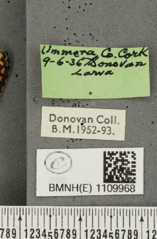 Euphydryas aurinia f. hibernica Birchall, 1873 - BMNHE_1109968_label_51057