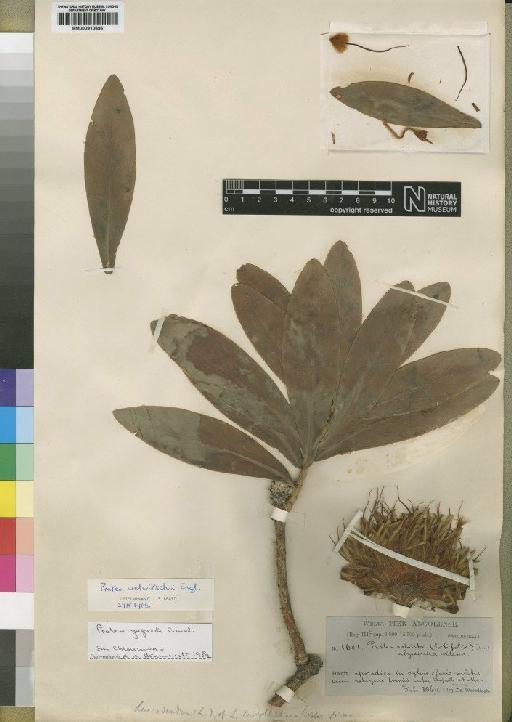 Protea gaguedi J.F.Gmel. - BM000910696