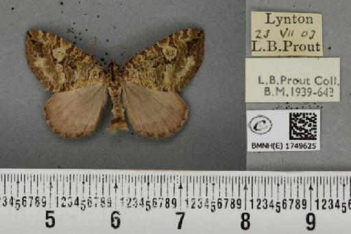 Hydriomena furcata ab. stragulata Wehrli, 1917 - BMNHE_1749625_327250