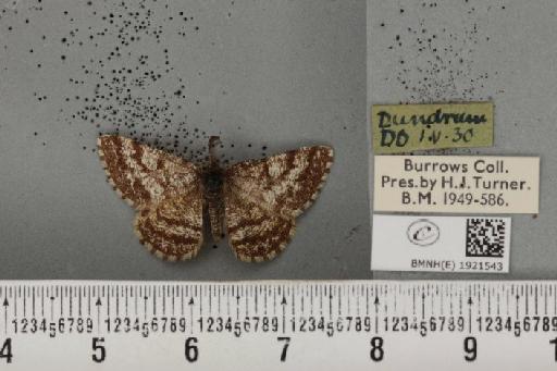 Ematurga atomaria ab. caloraria Stauder, 1920 - BMNHE_1921543_486956