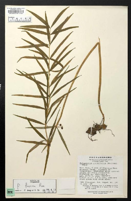 Polygonatum cirrhifolium (Wall.) Royle - BM000069355