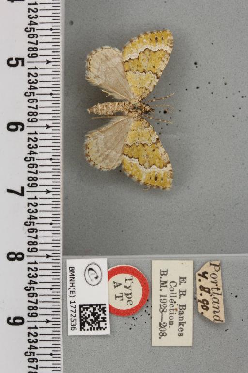 Colostygia olivata ab. pallescens Cockayne, 1950 - BMNHE_1772536_353987