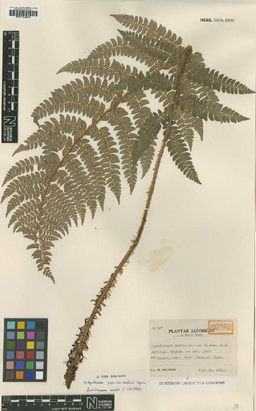 Polystichum pseudomakinoi Tagawa - BM001048709