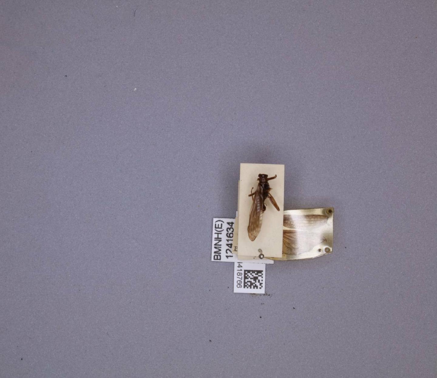Zelandoperla fenestrata thumbnail