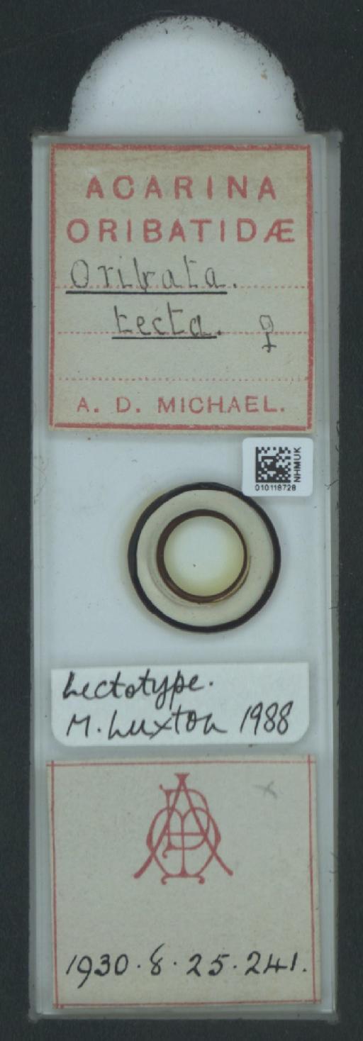 Oribata tecta A.D. Michael, 1884 - 010118728_128148_548653