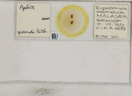 Aphis (Medoralis) spiraecola Patch, 1914 - 014226214_112527_1093088_828698_NoStatus