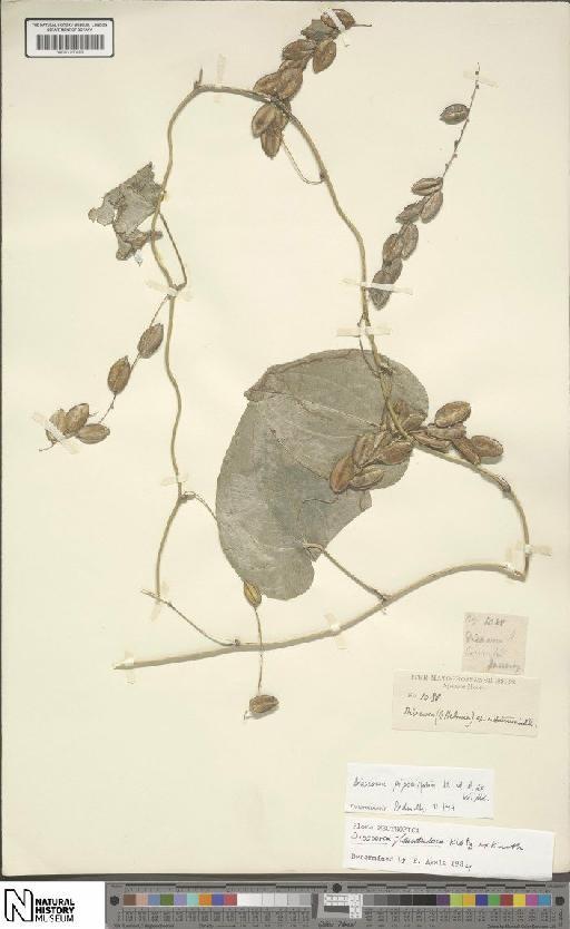 Dioscorea glandulosa (Griseb.) Klotzsch ex Kunth - BM001190489