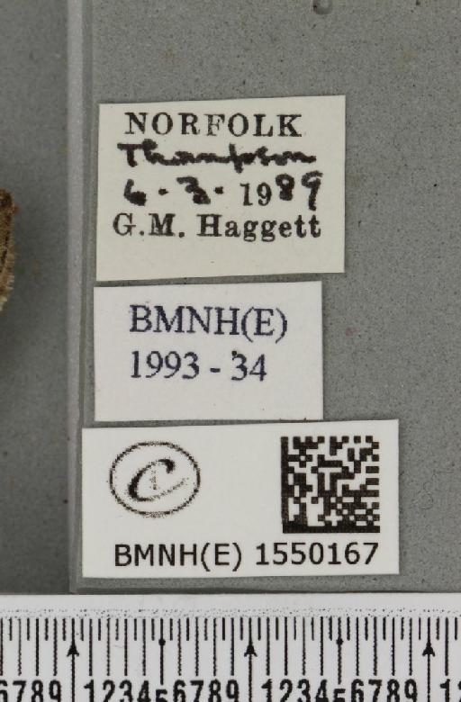 Achlya flavicornis galbanus Tutt, 1891 - BMNHE_1550167_label_239790