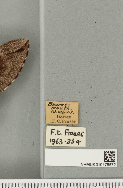 Sphinx pinastri ab. vittata Closs, 1920 - NHMUK_010476572_label_534198