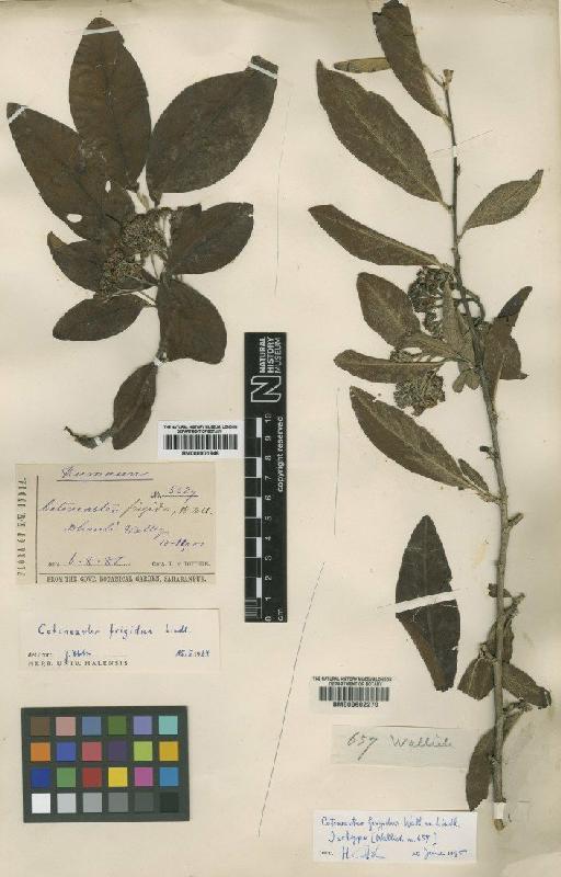 Cotoneaster frigidus Wall. ex Lindl. - BM000602270