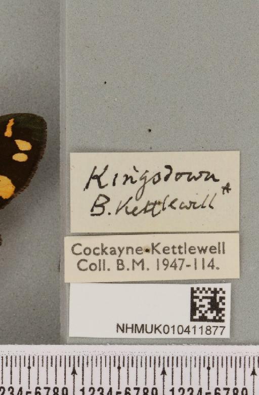 Callimorpha dominula (Linnaeus, 1758) - NHMUK_010411877_label_521656