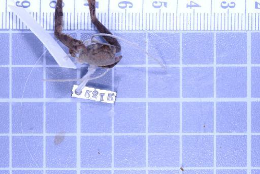 Nanohyla annamensis - 1947.2.11.66_Image009