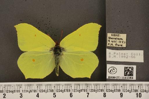 Gonepteryx rhamni rhamni Linnaeus, 1758 - BMNHE_1111593_64785