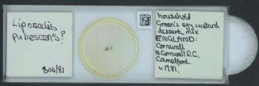 Liposcelis pubescens Broadhead & Richards, 1947 - 010150958_825551_1489829