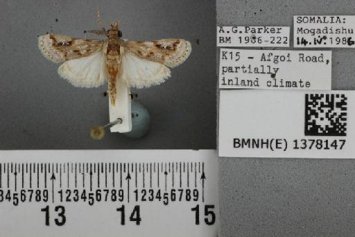 Prionapteryx rubrifusalis (Hampson, 1919) - BMNH(E) 1378147 Surattha rubrifusalis Hampson dorsal & labels