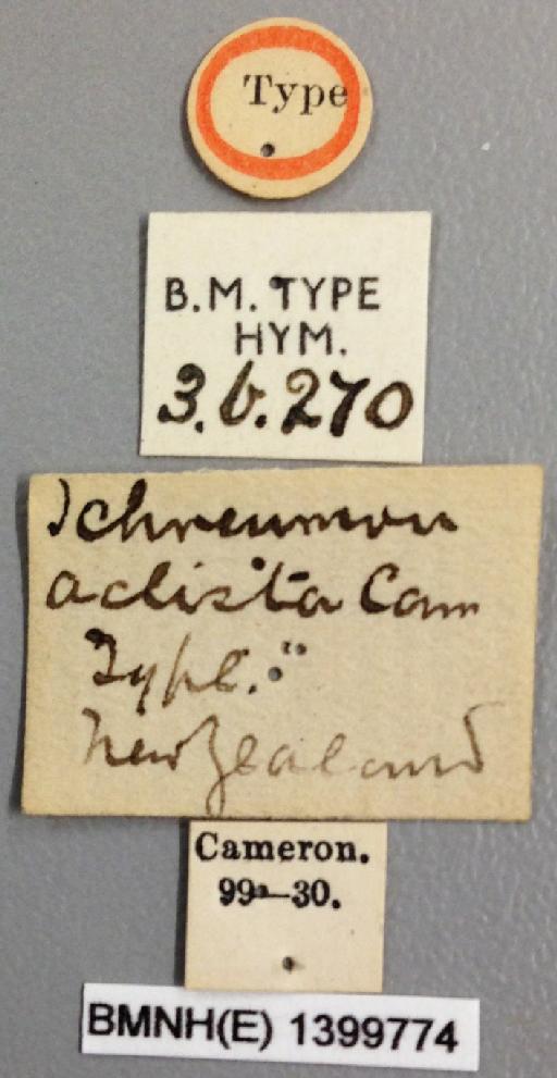 Degithina actista (Cameron, P., 1898) - Degithina_actista_holotype_labels