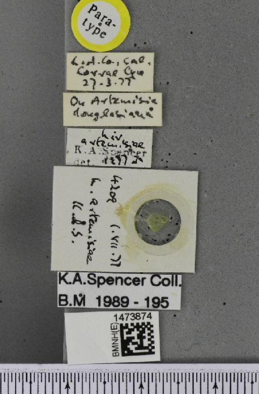 Liriomyza artemisiae Spencer, 1981 - BMNHE_1473874_label_49005