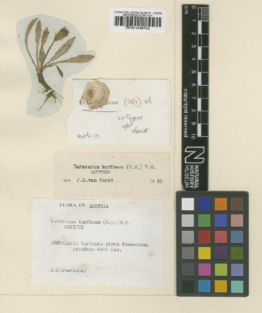 Taraxacum salinum var. turfosum Sch.Bip. - BM001066702