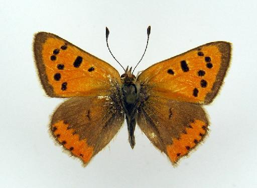 Lycaena phlaeas phlaeas (Linnaeus, 1761) - BMNH(E)_1498352_Lycaena phlaeas shima_male_dorsal