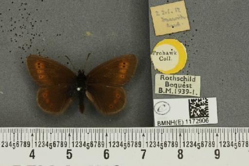 Erebia epiphron mnemon (Haworth, 1812) - BMNHE_1172906_28672