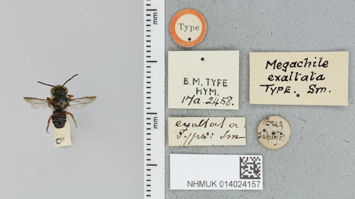 Megachile exaltata