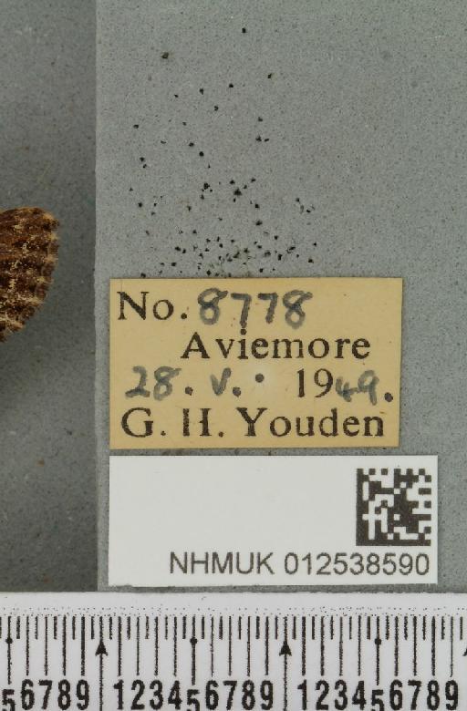 Mniotype adusta (Esper, 1790) - NHMUK_012538590_label_647746