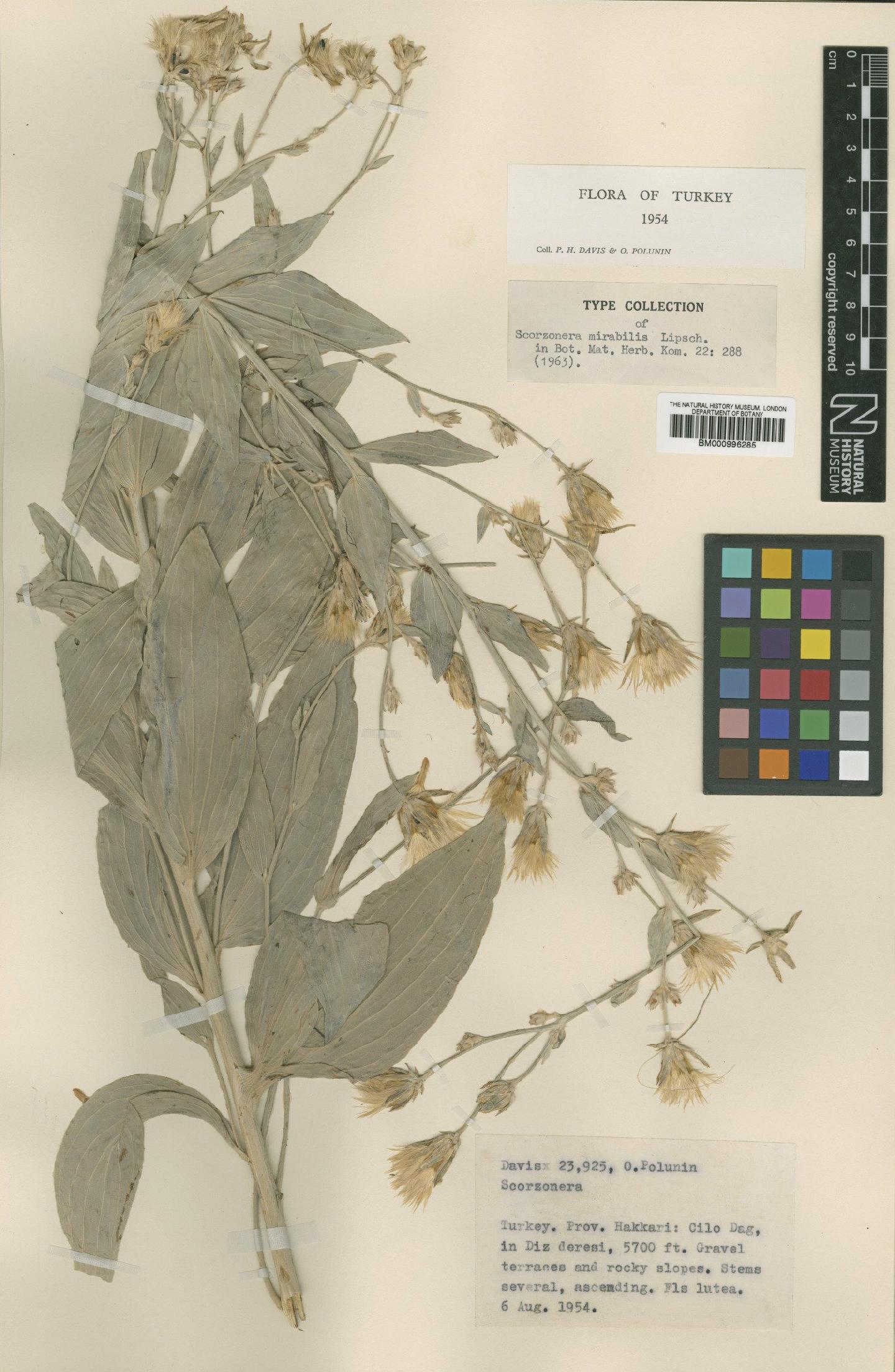 To NHMUK collection (Scorzonera mirabilis Lipsch.; Type; NHMUK:ecatalogue:481402)