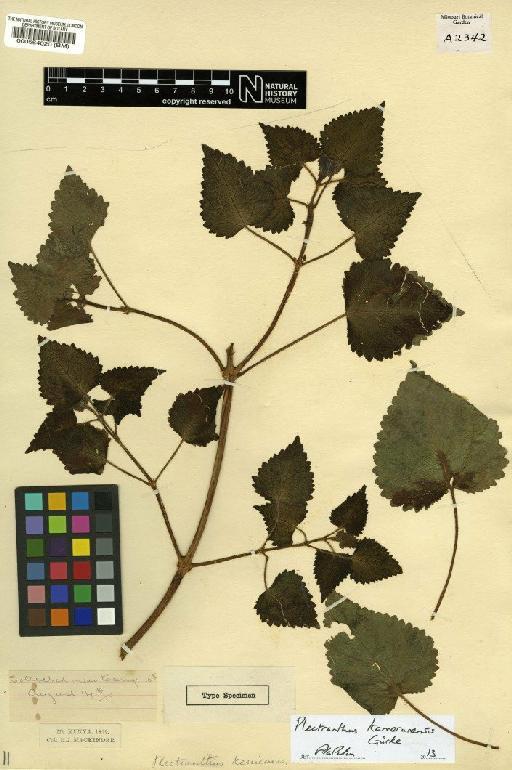 Plectranthus kamerunensis Gürke - BM000564020