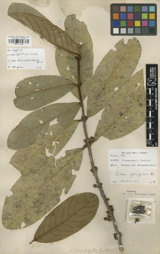 Litsea ferruginea Blume - BM001121303