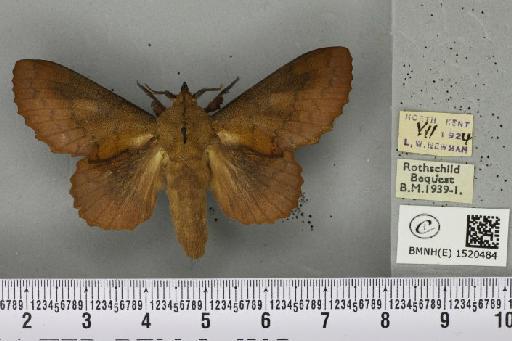 Gastropacha quercifolia (Linnaeus, 1758) - BMNHE_1520484_198291