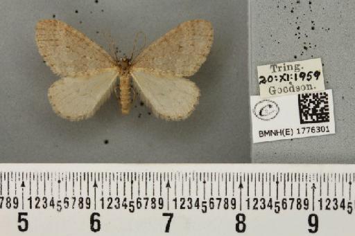 Operophtera brumata (Linnaeus, 1758) - BMNHE_1776301_358494