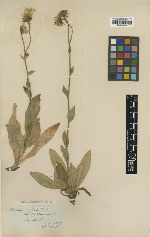 Hieracium zizianum subsp. subfarinosum Zahn - BM001047946