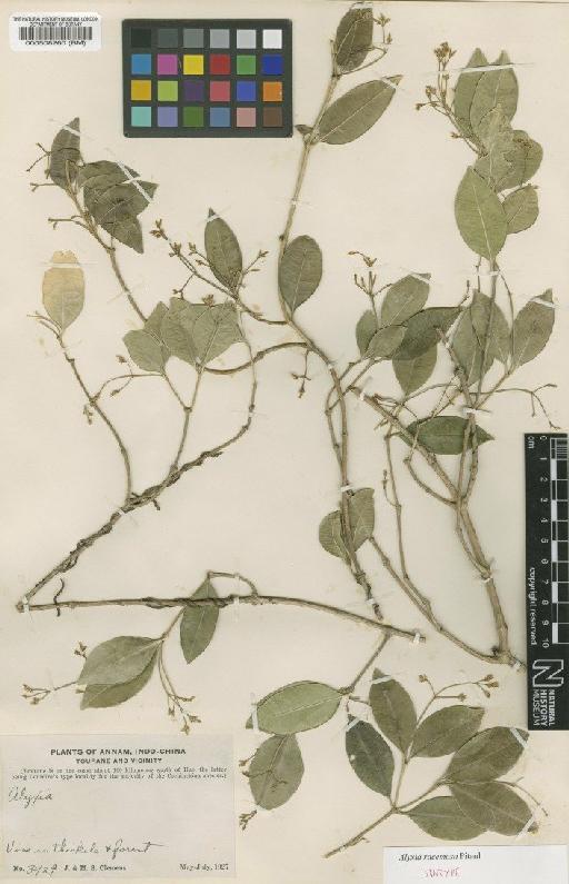Alyxia racemosa Pit. - BM000508260