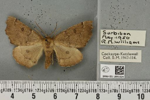 Odontopera bidentata (Clerck, 1759) - BMNHE_1890324_452412