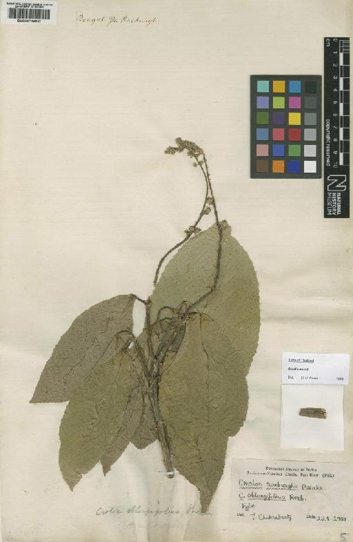 Croton oblongifolius Roxb. - BM000754910