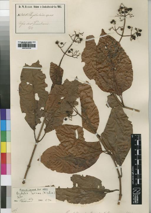 Psychotria lauracea (Schum) Petit - BM000903350