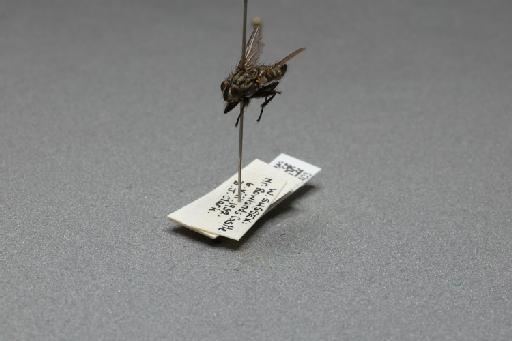 Sarcophaga (Thyrsocnema) incisilobata Pandelle, 1896 - 015093403_additional_3