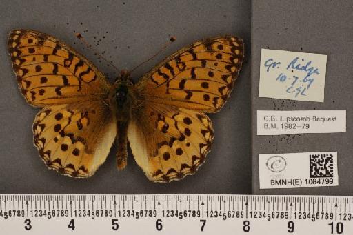 Argynnis aglaja ab. aurantiaca Reuss, 1916 - BMNHE_1084799_53779