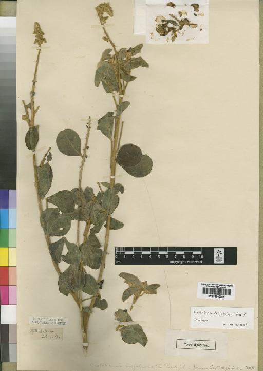 Crotalaria trifoliolata Baker f. - BM000843508