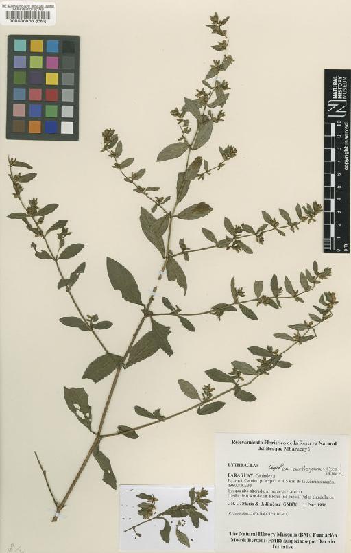 Cuphea carthagenensis (Jacq.) J.F.Macbr. - BM000590003