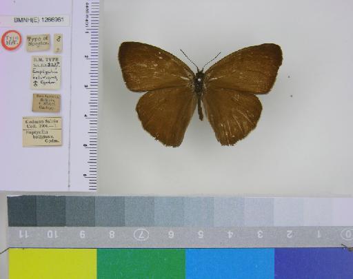 Euptychia boliviana Godman, 1905 - BMNH(E)_1266961_Forsterinaria_(Euptychia)_boliviana_Godman_T_male_(1)