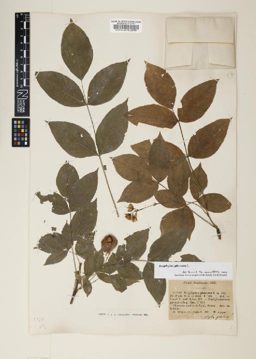 Staphylea pinnata L. - 000522875