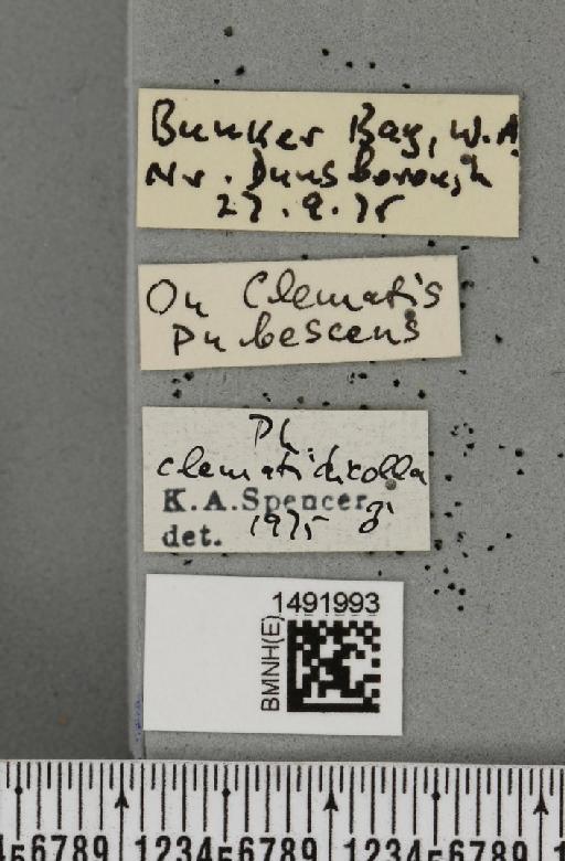 Phytomyza clematidicolla Spencer, 1963 - BMNHE_1491993_label_53693