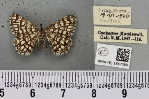 Chiasmia clathrata clathrata ab. chretieni Thierry-Mieg, 1910 - BMNHE_1847280_423844