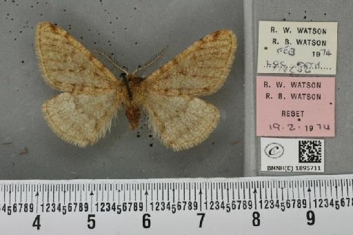 Phigalia pilosaria (Denis & Schiffermüller, 1775) - BMNHE_1895711_456594