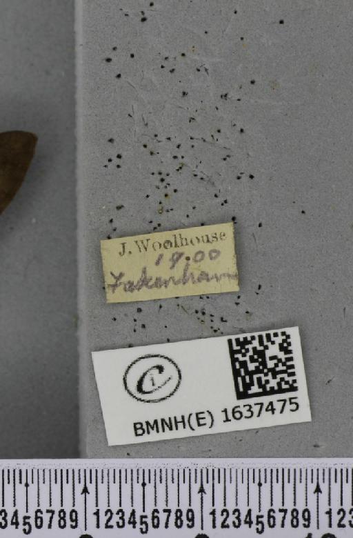 Macroglossum stellatarum (Linnaeus, 1758) - BMNHE_1637475_label_206148