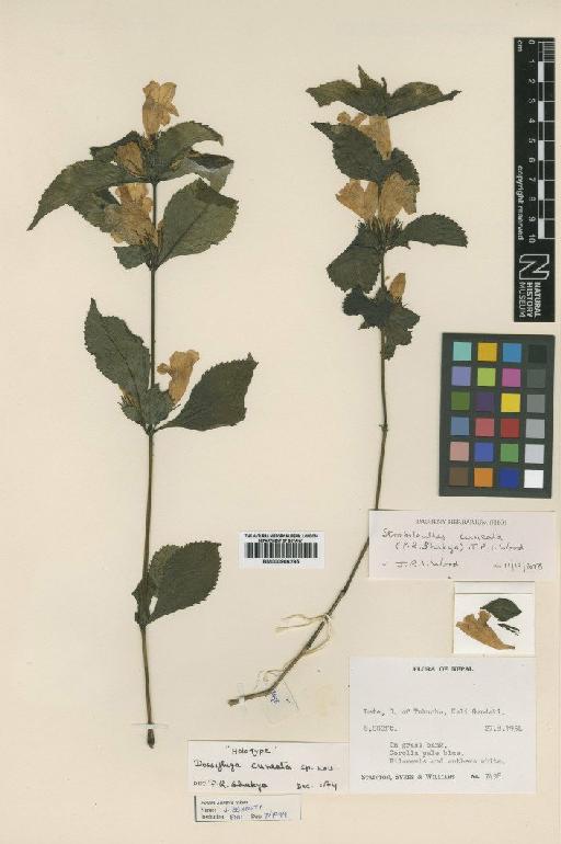 Strobilanthes cuneata (Shakya) J.R.I.Wood - BM000906295