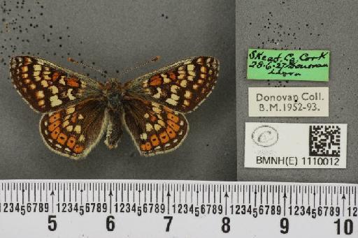 Euphydryas aurinia f. hibernica Birchall, 1873 - BMNHE_1110012_51658