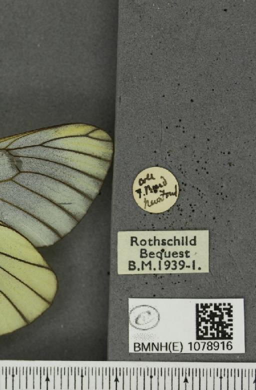 Aporia crataegi (Linnaeus, 1758) - BMNHE_1078916_label_69957