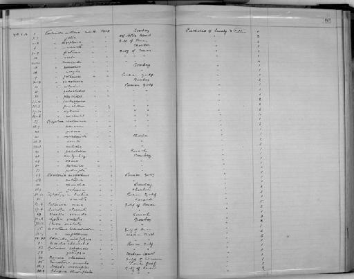 Odostomia zaleuca subterclass Tectipleura Melvill, 1910 - Zoology Accessions Register: Mollusca: 1911 - 1924: page 105